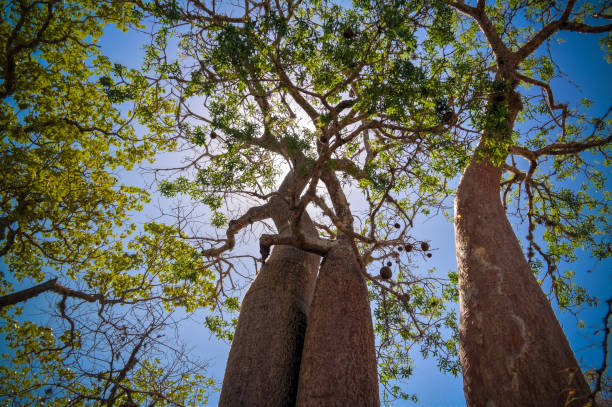 пейзаж с adansonia rubrostipa ака fony баобаб дерево в заповеднике рениала , толиара, мадагаскар - ifaty стоковые фото и изображения