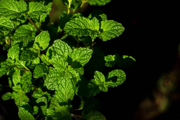 istock Fresh peppermint trees in organig garden 1145797436