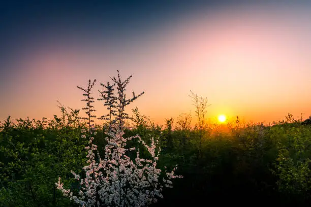 Tree with spring blossom backlit at sunset with a golden sun on the horizon in a colorful orange and pink sky at dusk