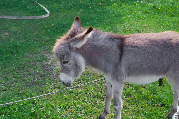 osioł jedzący trawę w ogrodzie w letni dzień. zoo - donkey mule large grazing zdjęcia i obrazy z banku zdjęć