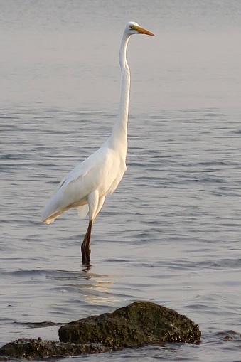 Eastern great egret / Indian white heron (Ardea alba modesta) hunting in the brackish lagoons of the  Kerala Backwaters, India.