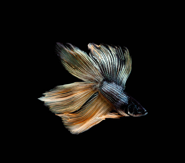 istock Betta fish, siamese fighting , betta splendens isolated on black background 1145799552