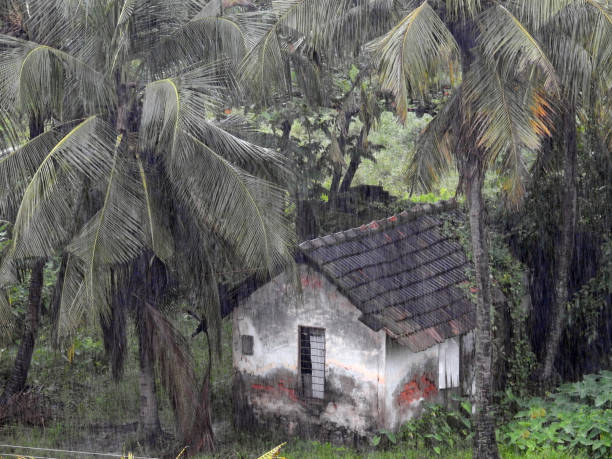 Wooden house with metallic roof decorated with plants and flowers.