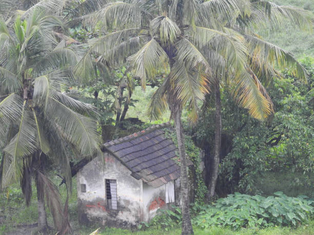 istock Cute Small House Amidst Greenery in Ruins 1145800466