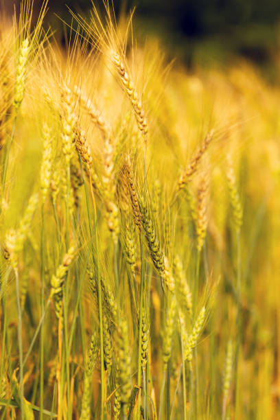 istock Barley Field in Sunset 1145801055