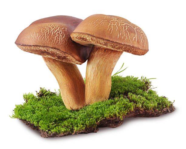 istock Two forest mushrooms on green moss isolated on white 1145801319