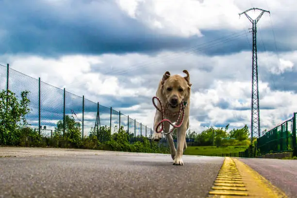 Photo of Portrait of a fleeing dog
