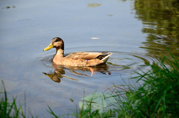 The female duck swims in the lake on a summer day