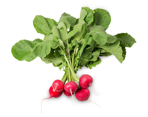 istock a bunch of radishes with leaf 1145805134