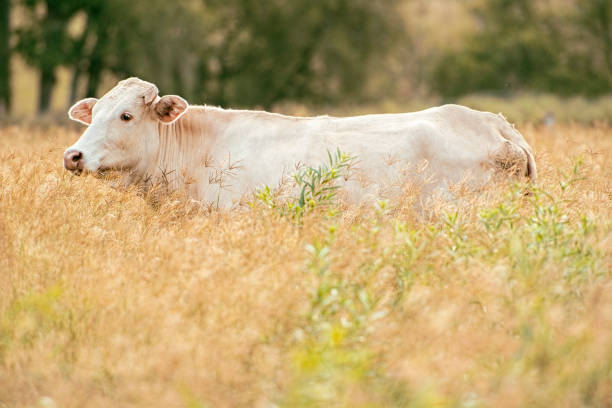 istock Cow in the countryside 1145807044