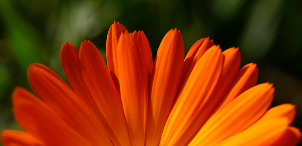 Fiery orange flower in close up, mostly soft focus for use as a hot orange backdrop.