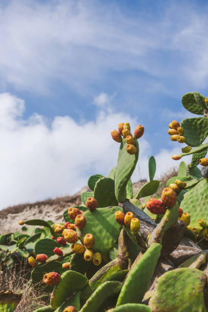 istock Blue sky and Prickly pear opuntia cactus, Santorini, Greece 1145811303