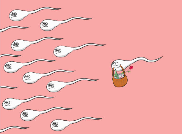 Des spermes de natation et un sperme romantique. - Illustration vectorielle