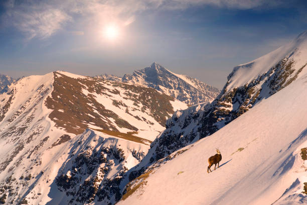 At an altitude of 2 kilometers among rare grass on the glaciers and snow fields in the Tatras, Poland wild mountain goats graze
