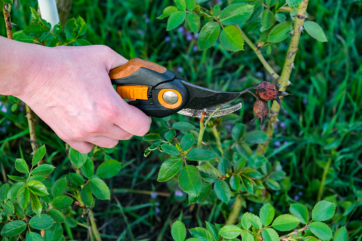 Flower gardening and maintenance concept. Close up shot of women hands with pruning shears working in garden. Gardener trimming off spray of spent or dead rose flowers using secateurs or pruners.