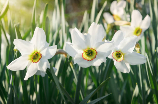 istock White narcissus growing in the garden. 1145812741