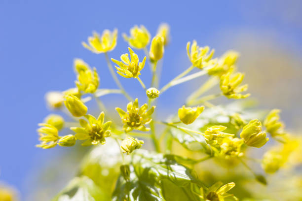 Flowers of the maple tree. Maple tree blossom. Close-up.