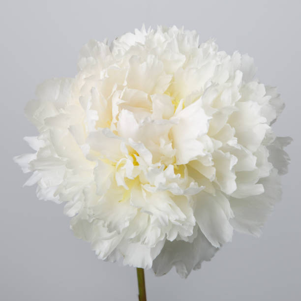 istock White peony isolated on gray background 1145816047