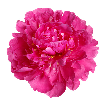 Deep pink peony petals