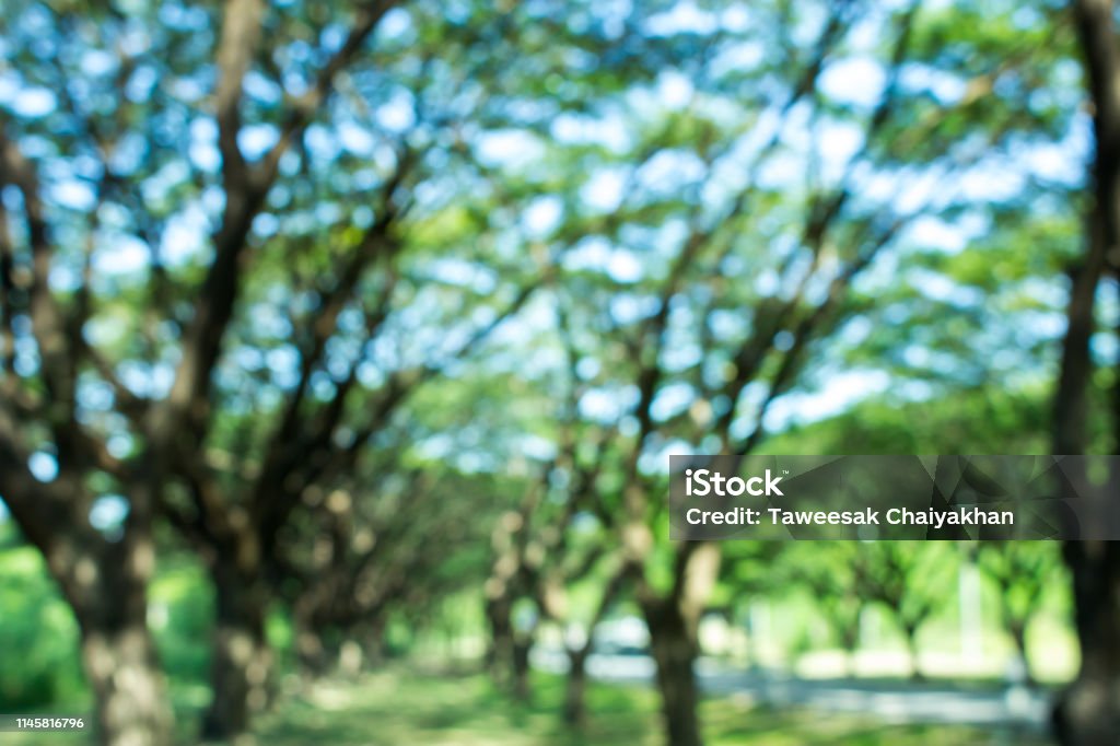 Blur Tree In Nature Background Stock Photo - Download Image Now ...