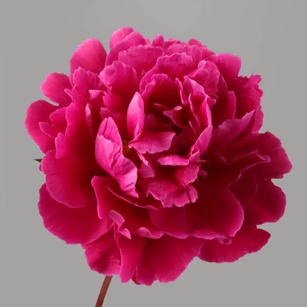 Photo of Magenta peony flower isolated on gray background