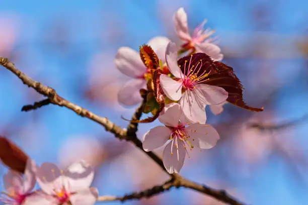 Japanese cherry blossom prunus serrulata in full bloom. Sunlit flowers of pink color. Freshness and beauty of a spring garden or orchard. Colorful floral photo