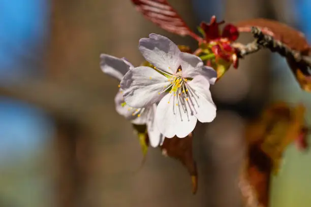 Japanese cherry blossom prunus serrulata in full bloom. Sunlit flowers of pink color. Freshness and beauty of a spring garden or orchard. Colorful floral photo