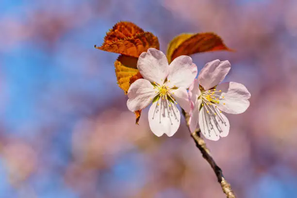 Japanese cherry blossom prunus serrulata in full bloom. Sunlit flowers of pink color. Freshness and beauty of a spring garden or orchard. Colorful floral photo