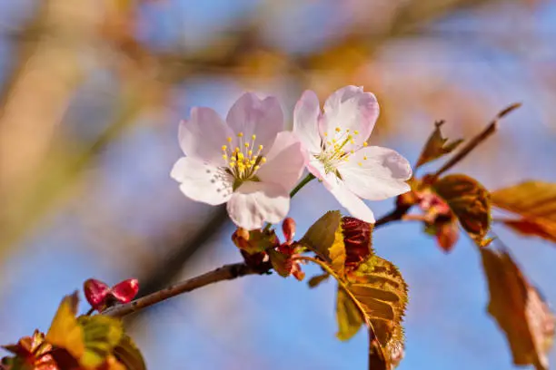 Japanese cherry blossom prunus serrulata in full bloom. Sunlit flowers of pink color. Freshness and beauty of a spring garden or orchard. Colorful floral photo