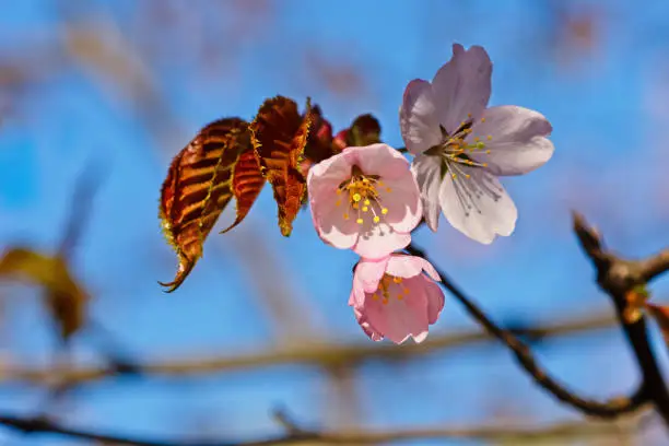 Japanese cherry blossom prunus serrulata in full bloom. Sunlit flowers of pink color. Freshness and beauty of a spring garden or orchard. Colorful floral photo