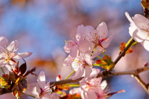 Japanese cherry blossom prunus serrulata in full bloom. Sunlit flowers of pink color. Freshness and beauty of a spring garden or orchard. Colorful floral photo