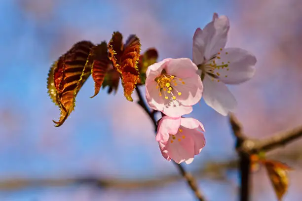 Japanese cherry blossom prunus serrulata in full bloom. Sunlit flowers of pink color. Freshness and beauty of a spring garden or orchard. Colorful floral photo