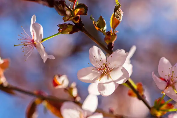 Japanese cherry blossom prunus serrulata in full bloom. Sunlit flowers of pink color. Freshness and beauty of a spring garden or orchard. Colorful floral photo