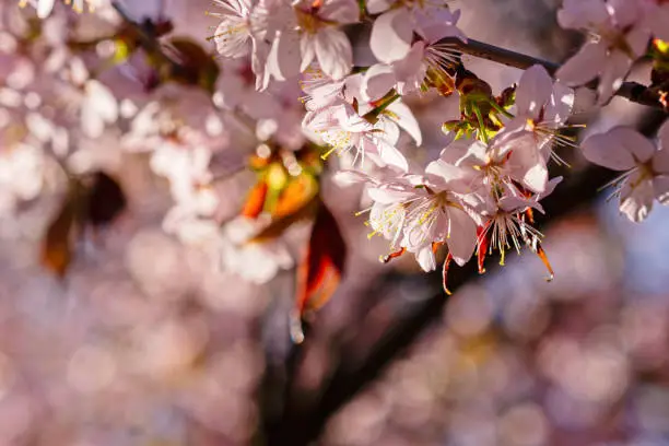 Japanese cherry blossom prunus serrulata in full bloom. Sunlit flowers of pink color. Freshness and beauty of a spring garden or orchard. Colorful floral photo