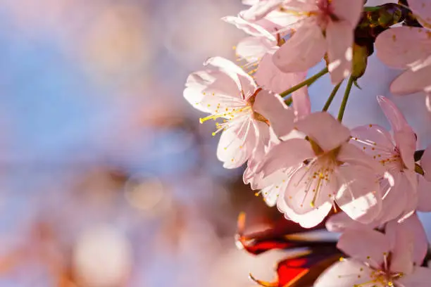 Japanese cherry blossom prunus serrulata in full bloom. Sunlit flowers of pink color. Freshness and beauty of a spring garden or orchard. Colorful floral photo