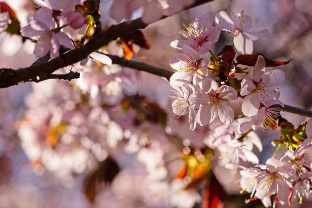 Japanese cherry blossom prunus serrulata in full bloom. Sunlit flowers of pink color. Freshness and beauty of a spring garden or orchard. Colorful floral photo