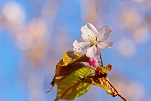 Japanese cherry blossom prunus serrulata in full bloom. Sunlit flowers of pink color. Freshness and beauty of a spring garden or orchard. Colorful floral photo