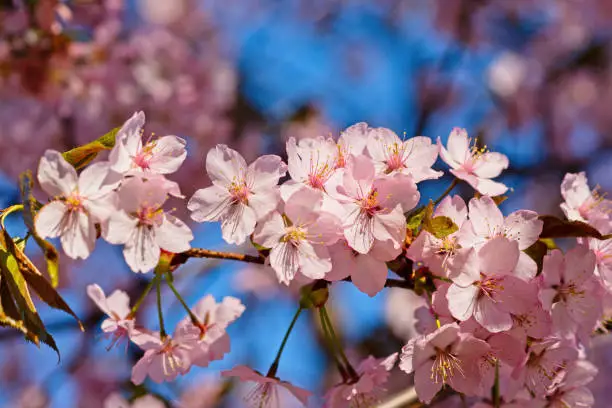 Japanese cherry blossom prunus serrulata in full bloom. Sunlit flowers of pink color. Freshness and beauty of a spring garden or orchard. Colorful floral photo