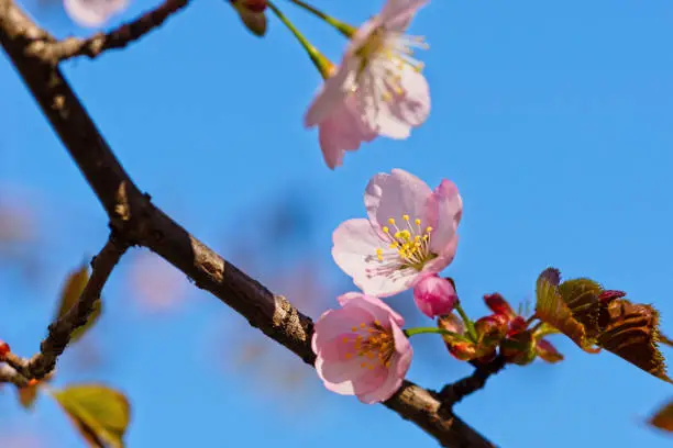 Japanese cherry blossom prunus serrulata in full bloom. Sunlit flowers of pink color. Freshness and beauty of a spring garden or orchard. Colorful floral photo