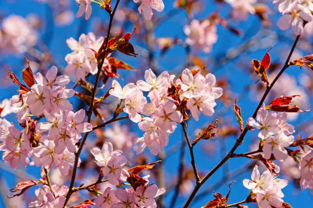 Japanese cherry blossom prunus serrulata in full bloom. Sunlit flowers of pink color. Freshness and beauty of a spring garden or orchard. Colorful floral photo