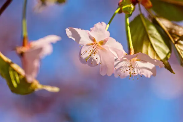 Japanese cherry blossom prunus serrulata in full bloom. Sunlit flowers of pink color. Freshness and beauty of a spring garden or orchard. Colorful floral photo