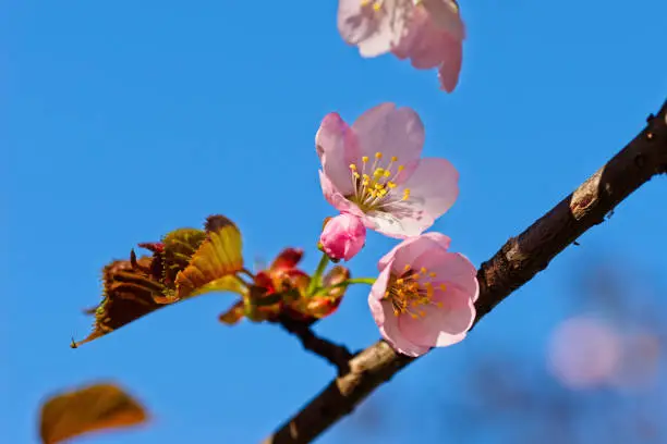 Japanese cherry blossom prunus serrulata in full bloom. Sunlit flowers of pink color. Freshness and beauty of a spring garden or orchard. Colorful floral photo