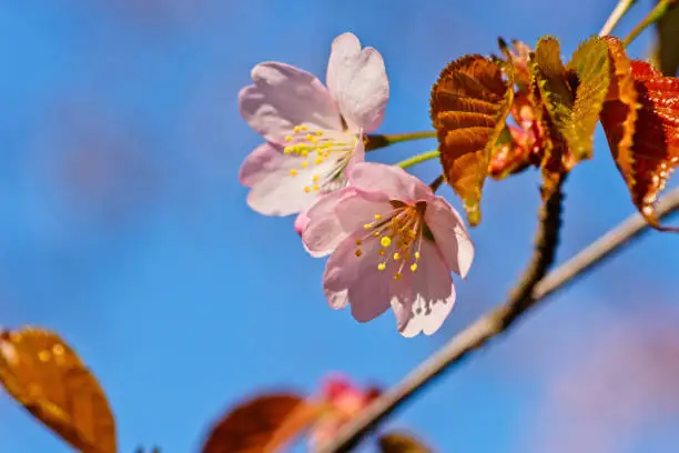 Japanese cherry blossom prunus serrulata in full bloom. Sunlit flowers of pink color. Freshness and beauty of a spring garden or orchard. Colorful floral photo