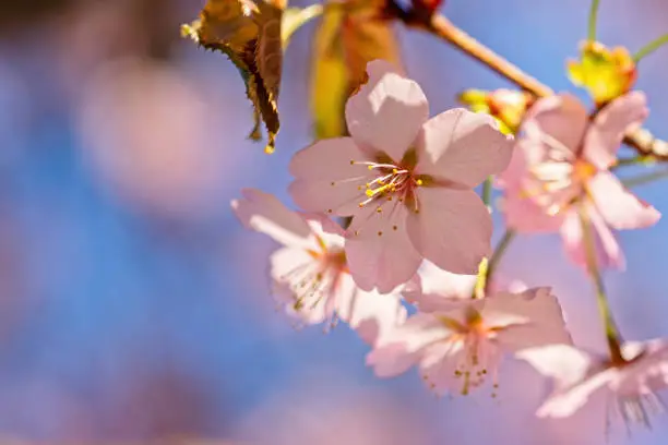 Japanese cherry blossom prunus serrulata in full bloom. Sunlit flowers of pink color. Freshness and beauty of a spring garden or orchard. Colorful floral photo