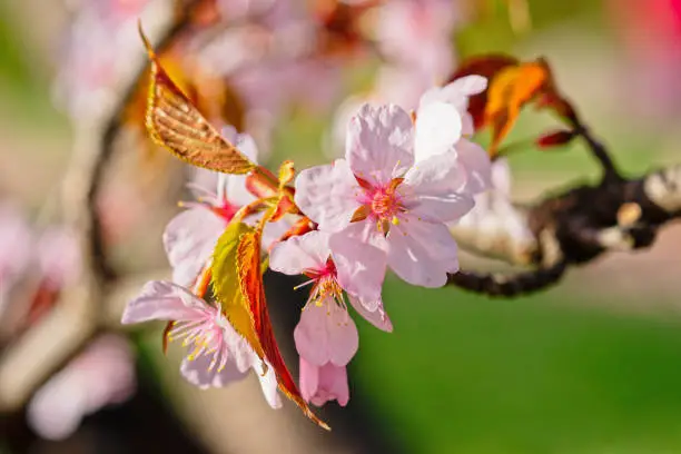 Japanese cherry blossom prunus serrulata in full bloom. Sunlit flowers of pink color. Freshness and beauty of a spring garden or orchard. Colorful floral photo