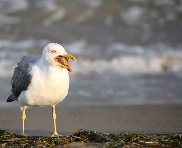 istock bird seagull in summer on the beach 1145817313
