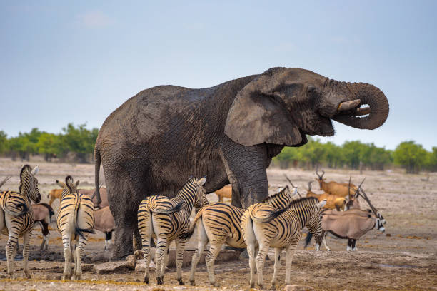 l’éléphant d’afrique boit de l’eau dans le parc national d’etosha entouré de zèbres - parc national detosha photos et images de collection