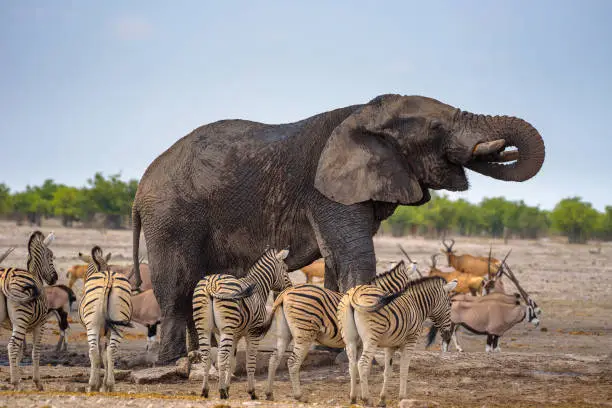 Photo of African elephant drinks water in Etosha National Park surrounded by zebras