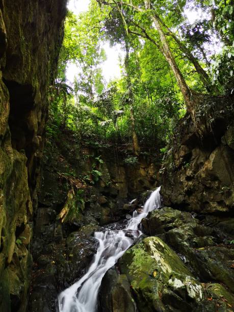 istock Silky smooth waterfall stream in the rainforest jungle Sabah, Borneo. 1145820714