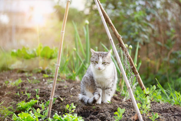 It is spring, tabby cat with white spots is ittng in a bed with vegetables, young peas are growing in the forground, onion plant in the background